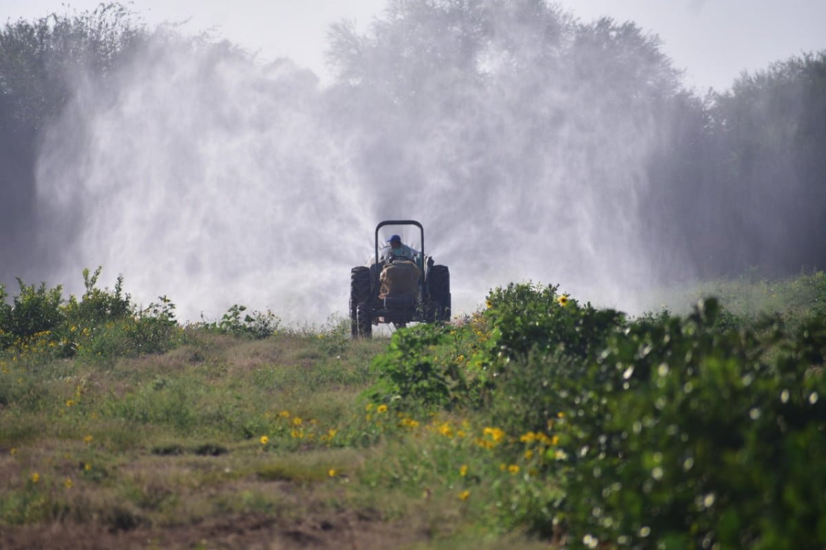 Casi 12 mil hectáreas se han asperjado para combatir plaga de Langosta en Tamaulipas