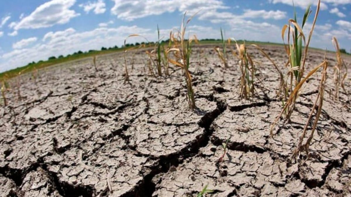 Por sequía se pierden mil hectáreas de sorgo en Altamira