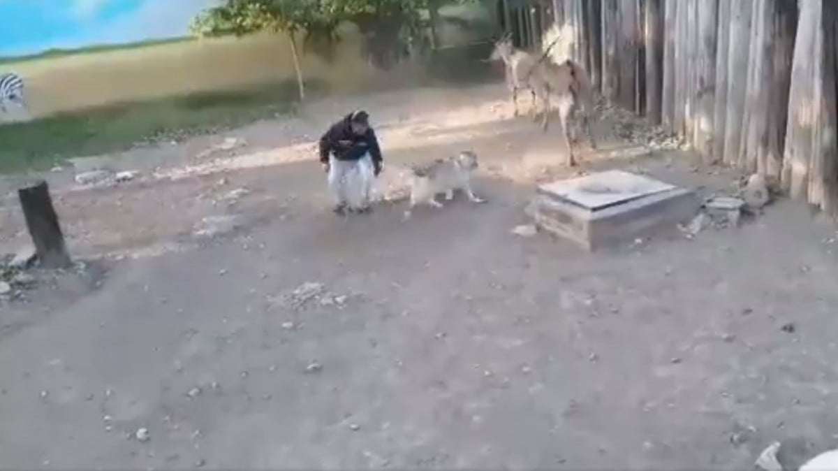 Se escapa lobo de su hábitat en zoológico Tamatán