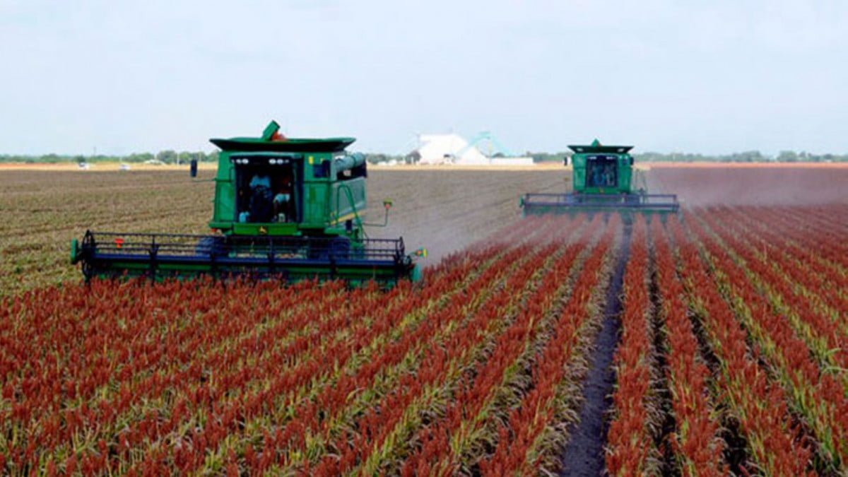 Sembradíos en sorgo en riesgos por bajas temperaturas
