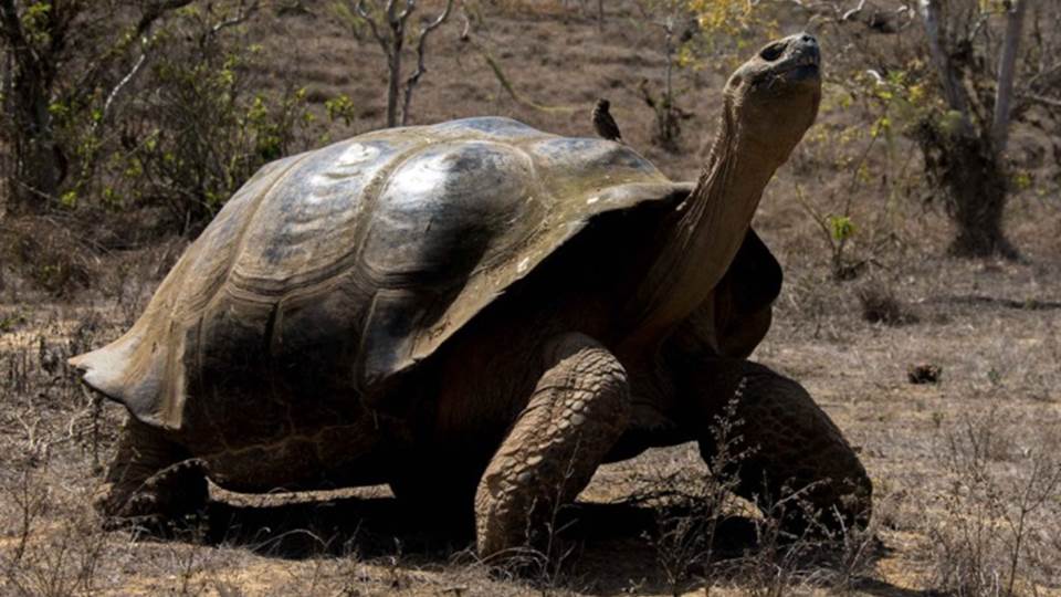 Científicos hallan 4 nuevos virus en tortugas gigantes de las islas Galápagos