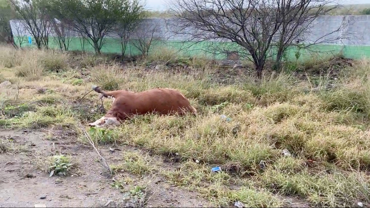 Manada de vacas ocasiona dos accidentes en carretera Ribereña