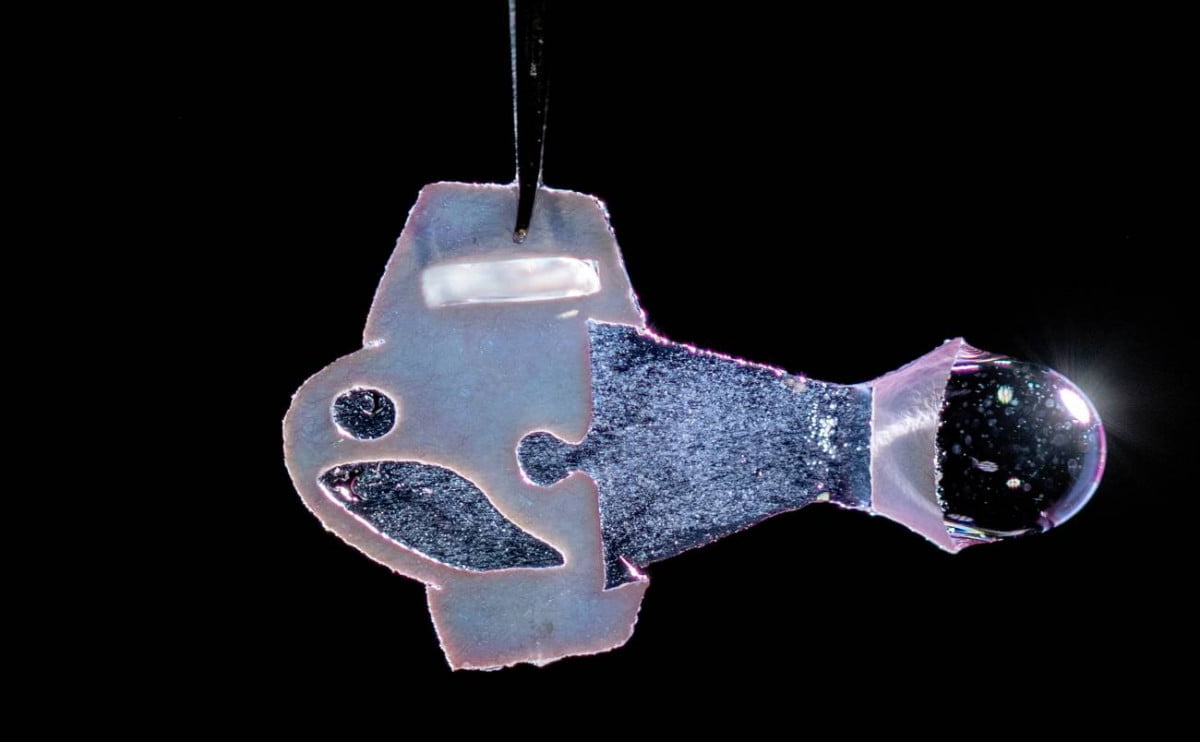 Científicos crean pez biohíbrido con células cardiacas humanas