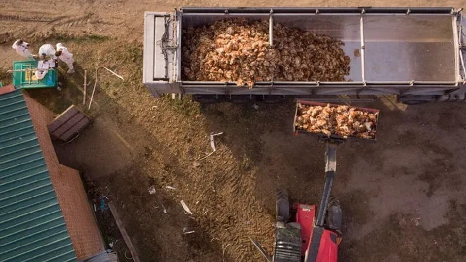 Sacrifican a más de 130 mil gallinas en España debido a brote de gripe aviar  