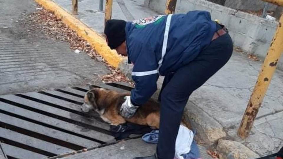 Rescatan a perrito de guardaganado en Nuevo Laredo