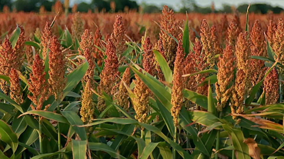 Cosecha de sorgo cae hasta un 30% en Tamaulipas