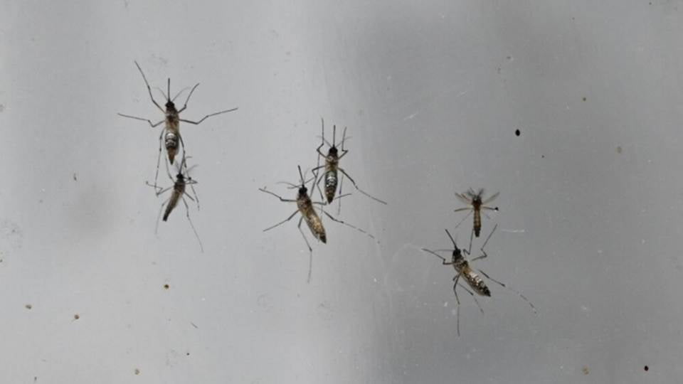 Perú expone alerta epidemiológica ante un nuevo brote; causó 8 muertes
