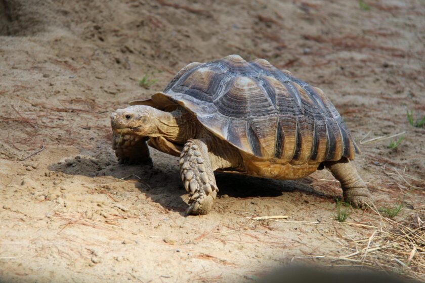 Viralizan ataque de león a tortuga, asi se salvó de ser devorada