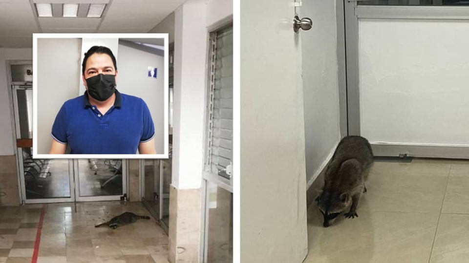 Aparecen muertos tres mapaches en ductos del ISSSTE; se piensa están siendo envenenados