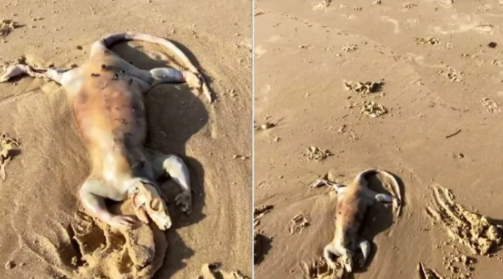 ¡Peculiar hallazgo! Captan extraña criatura “alienígena” en playa de Australia