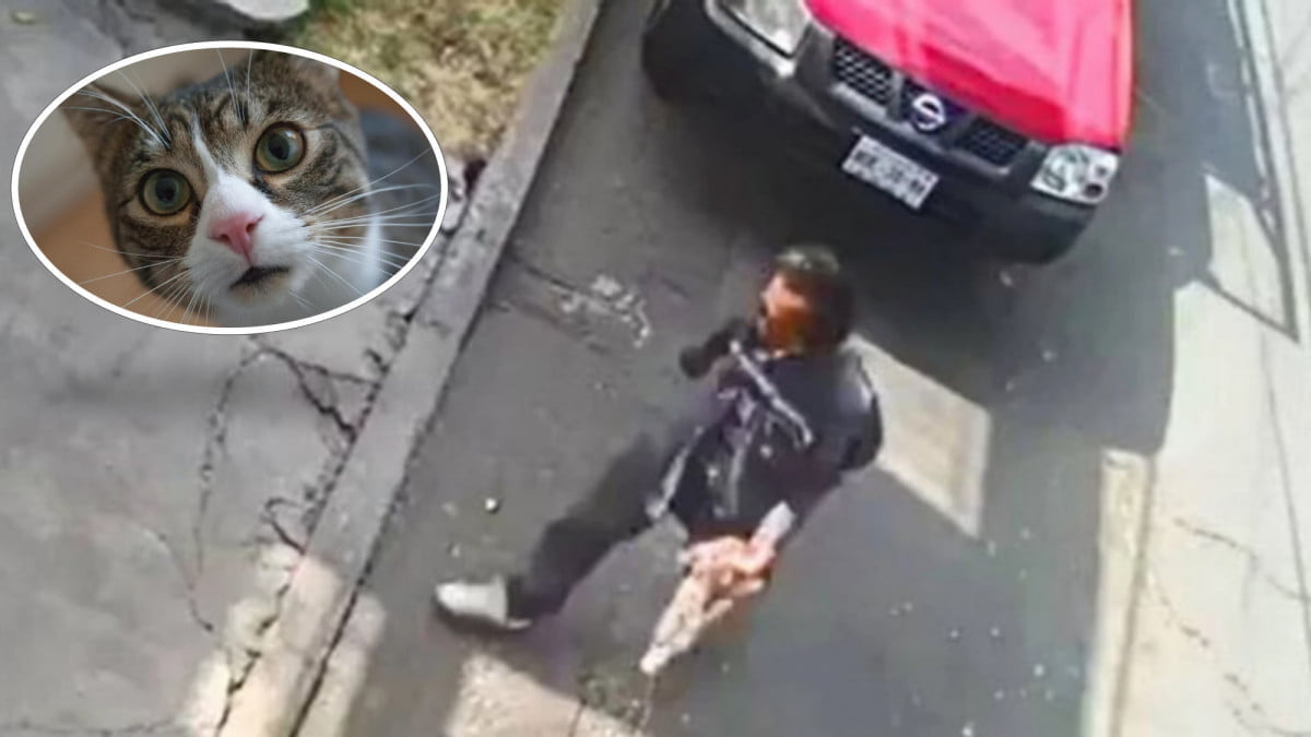 Captan a indigente comiéndose un gato a plena luz del día