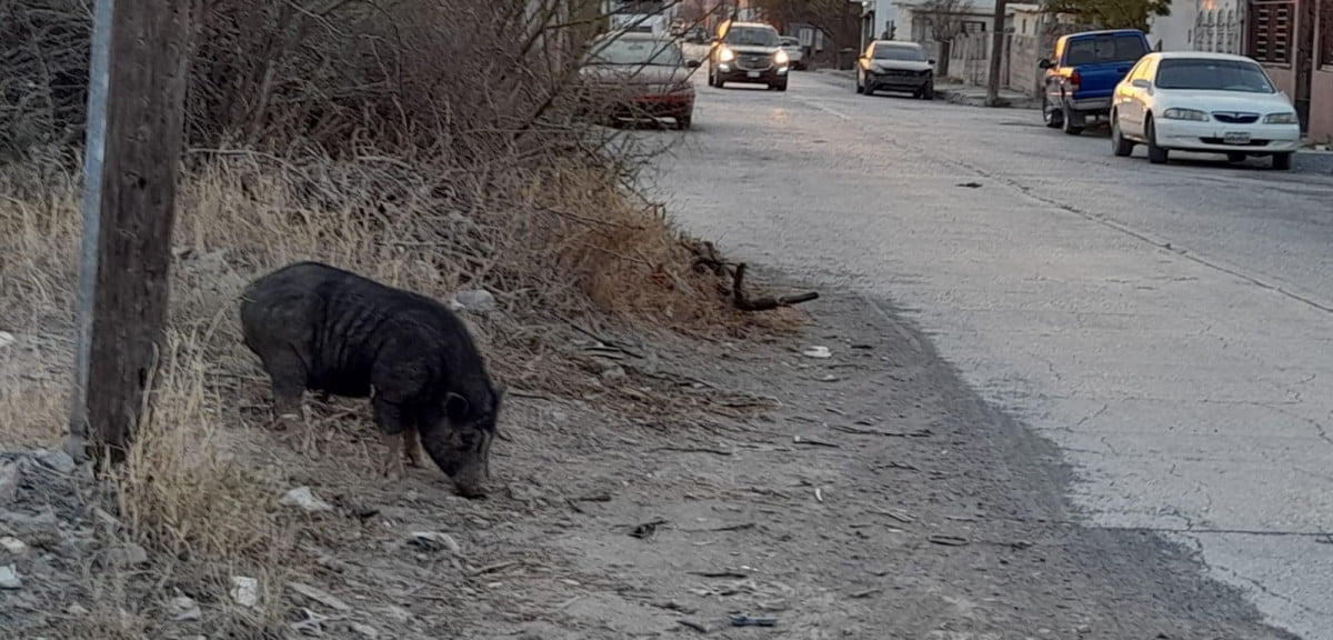 Se pasea cerdo vietnamita por colonias fronterizas