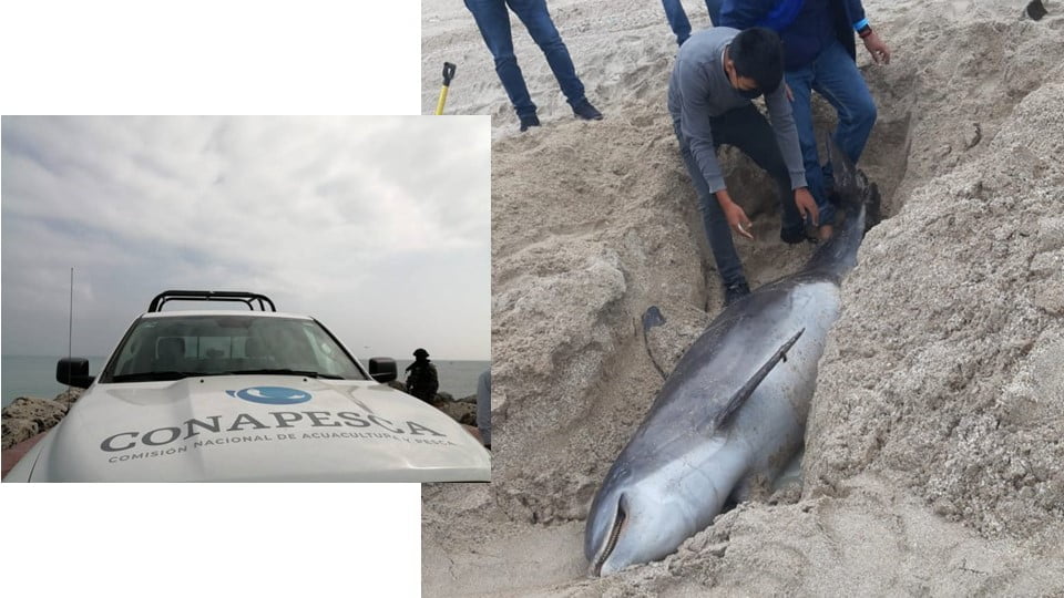 Aparece otro delfín muerto en el malecón de la Playa Miramar