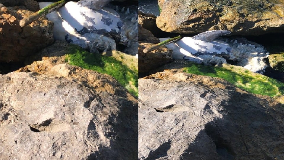 Aparecen tres delfines muertos en menos de 24 horas en Miramar 