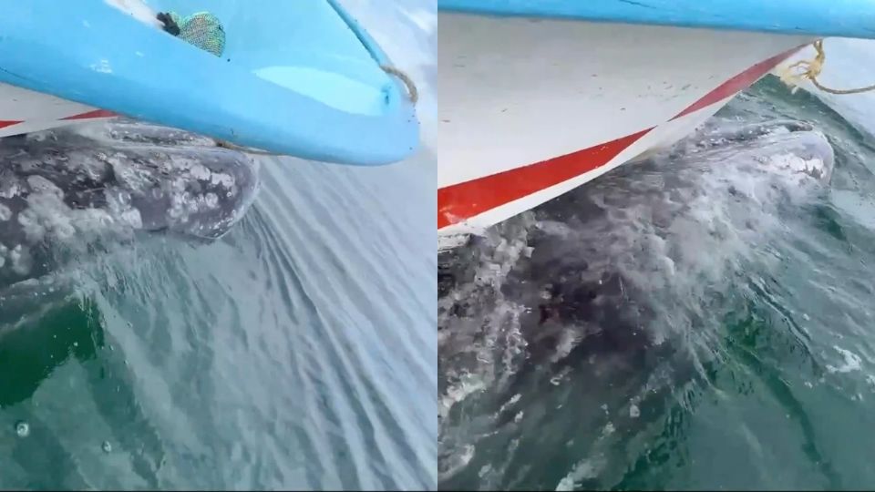 Ballena gris sorprende a turistas al cargar el bote sobre su espalda