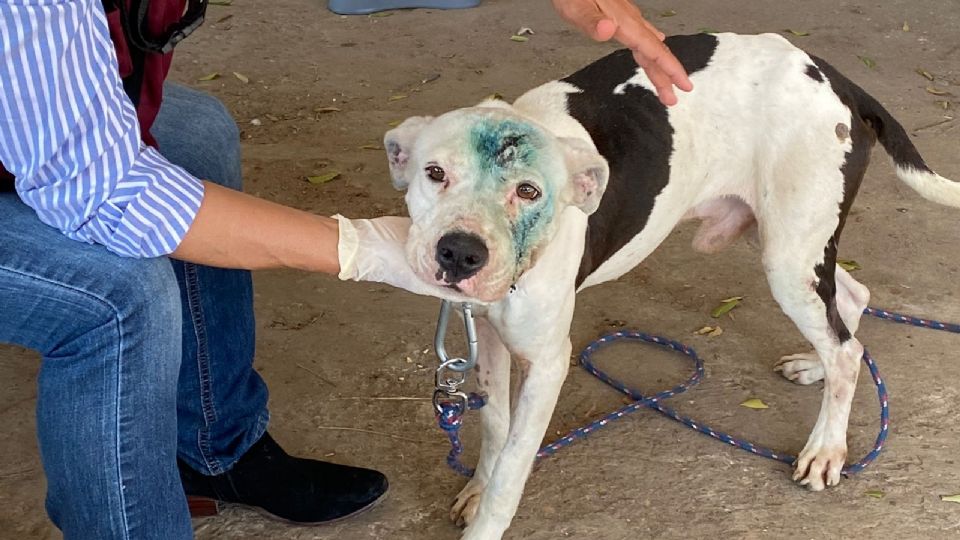 Atacan a machetazos a perrito; sobrevive a brutal ataque
