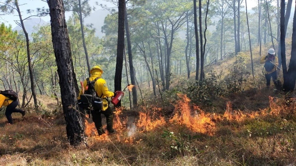 Incendio forestal consume 9 hectáreas de hojarasca en Gómez Farías