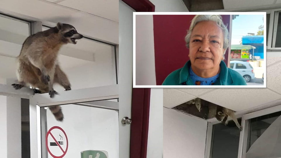 Advierten en Altamira por carne de mapache, podría estar contaminada