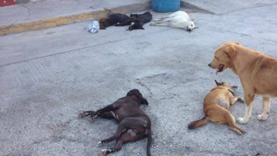 Ola de envenenamiento a perros en Cd. Victoria, animalistas exigen sanciones severas a culpables