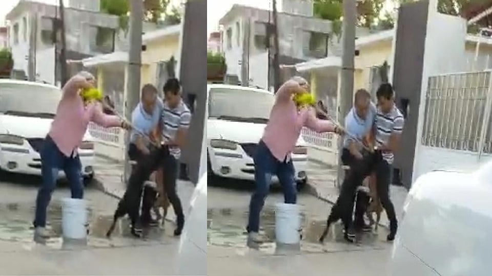 Dan plazo para retiro de pitbulll en domicilio de Tampico