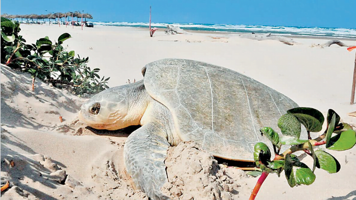 Llega tortuga lora a costas de Tamaulipas