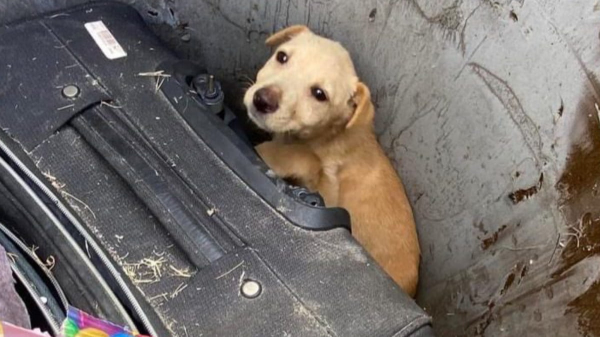 Perrita en estado de desnutrición es abandonada en contenedor de basura