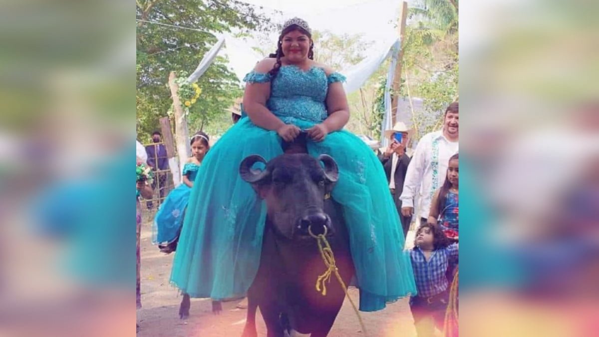 ¡Esto solo pasa en México! Quinceañera llega a su fiesta montada en un búfalo