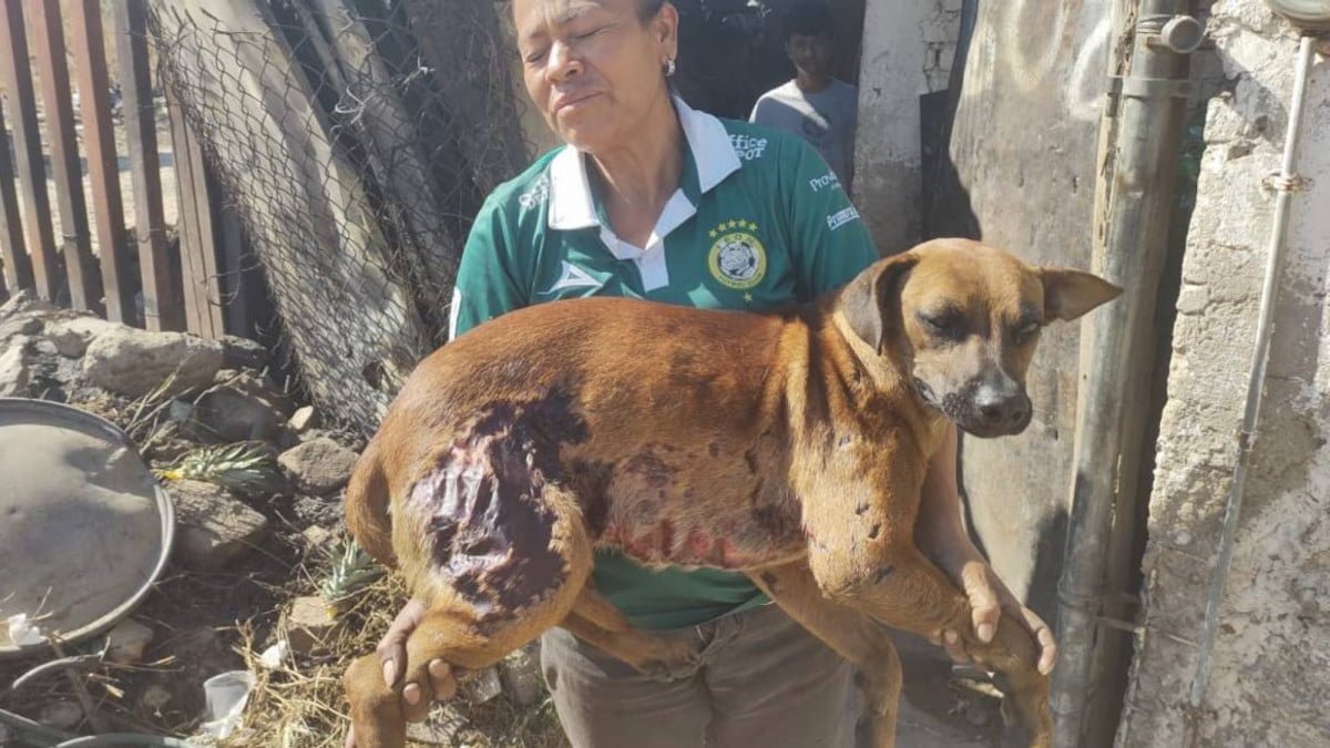 Tras incendio, murieron calcinados casi 40 animales, entre ellos perros y pollos