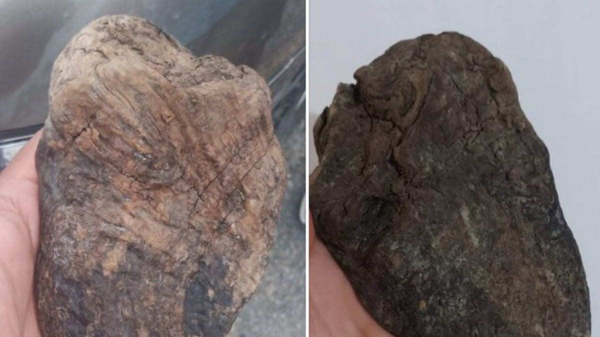 ¿Garra o colmillo? Niño descubre peculiar pieza en río de Tamaulipas