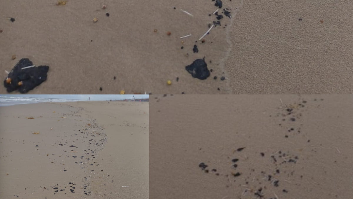 Aparece “chapo” en playa Miramar