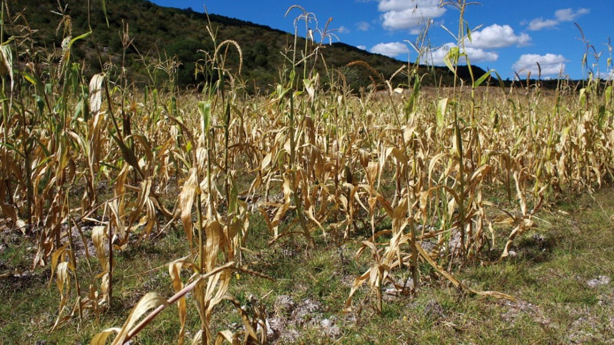 De continuar la sequía limitará la producción agrícola en Tamaulipas