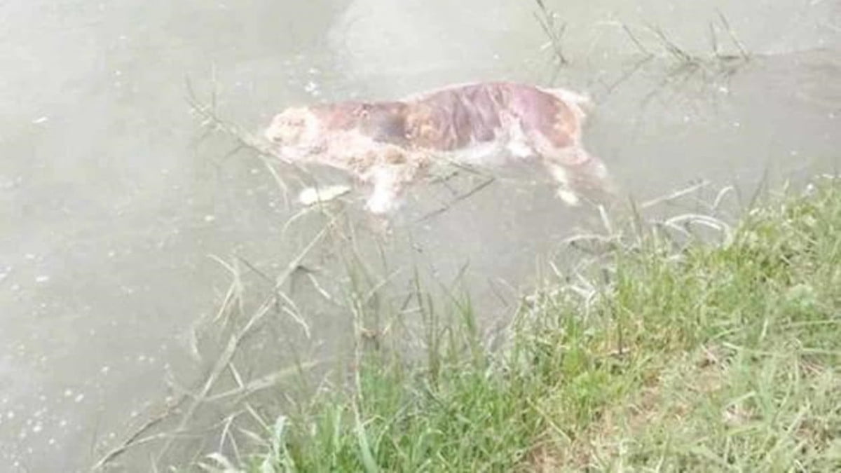 Contaminan canal que abastece de agua potable a Valle Hermoso