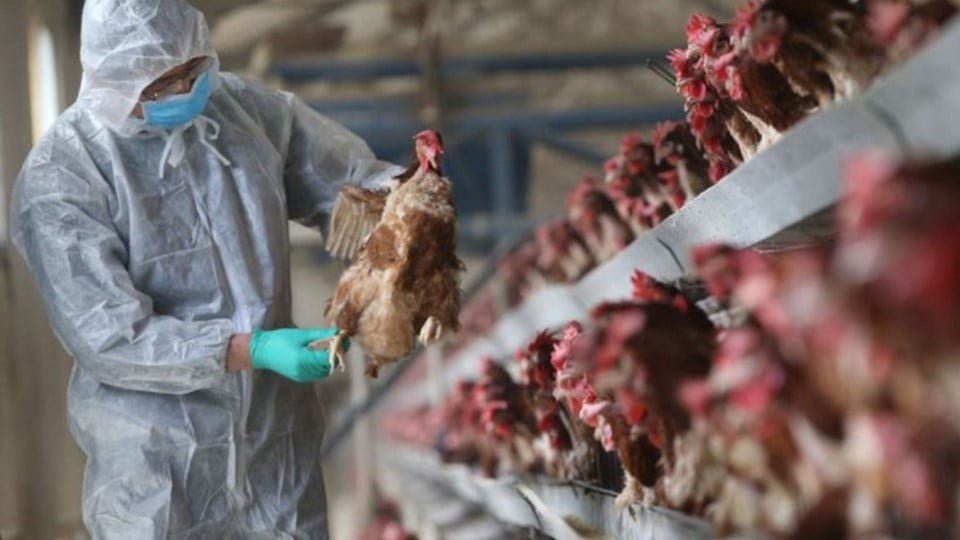 Reportan en china primer caso humano de gripe aviar H3N8