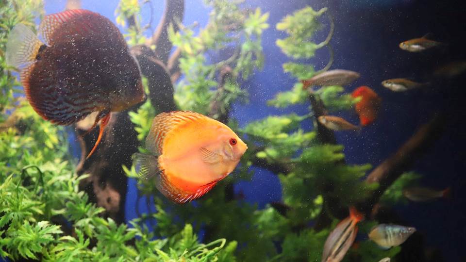 Entradas al Acuario y Zoológico gratis durante este fin de semana