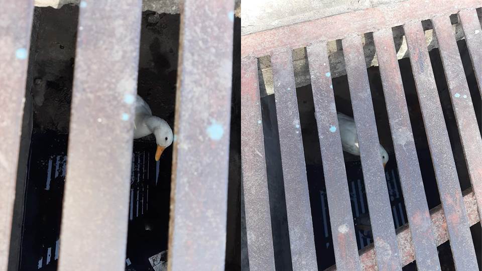 Ganso queda atrapado en alcantarilla de Tampico; vecinos piden intervención de Bomberos para rescatarlo
