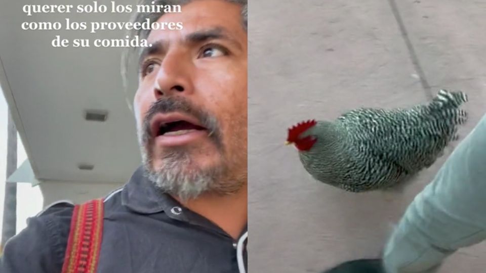 El gallo ¿Mejor amigo del hombre? Viralizan video en el que ambos pasean en centro comercial