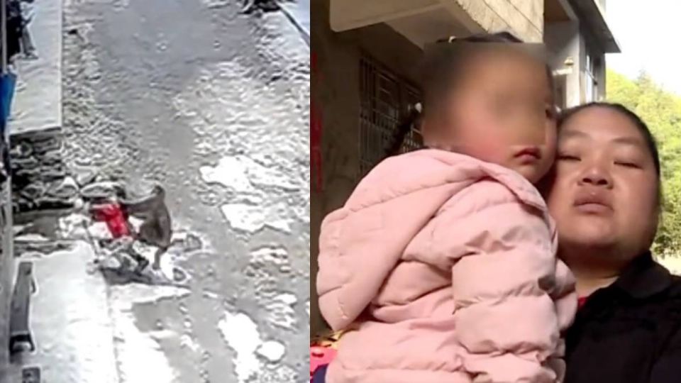Captan en video a un mono intentado raptar a una niña ¡Hasta la arrastró del cabello!