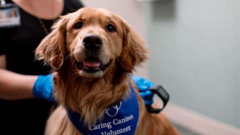 Un perro contagia con la variante ómicron a toda una familia