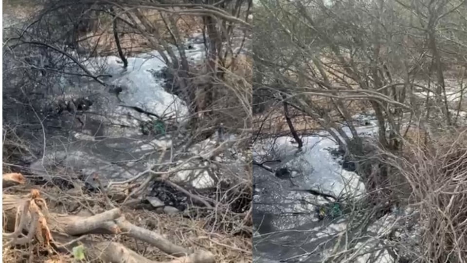Detectan brote de chapapote en ejido de Altamira