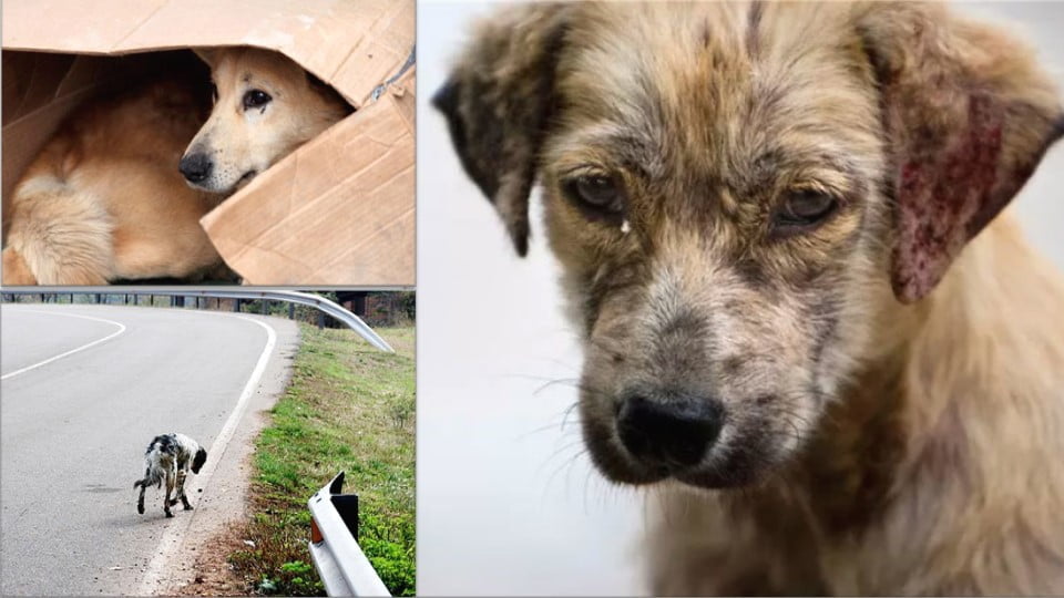 Diputados aprueban como delito el abandono de animales en Tamaulipas