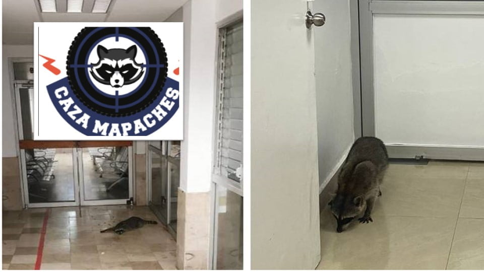 Se electrocutan mapaches en jaulas del Issste en Tampico