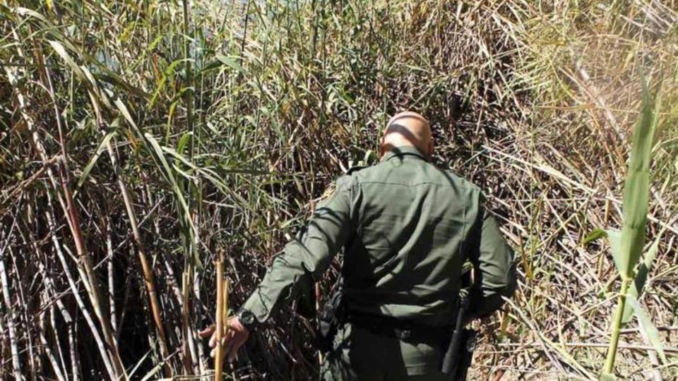Bajan recurso a CBP para eliminar Carrizo del Río Bravo