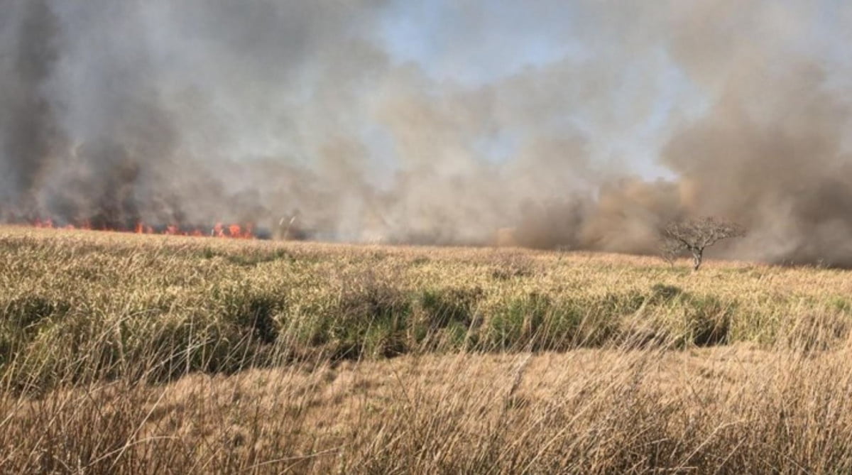 Incendio consume zona ganadera en San Fernando