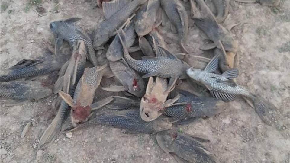 Pez diablo amenaza vida del Río Bravo