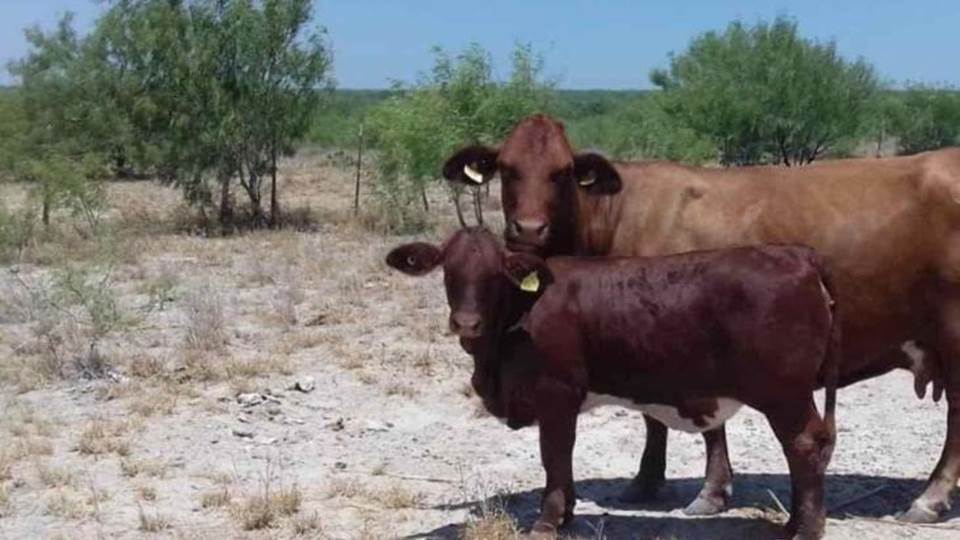 Agricultores y ganaderos harán frente a la sequía con abastecimiento de agua