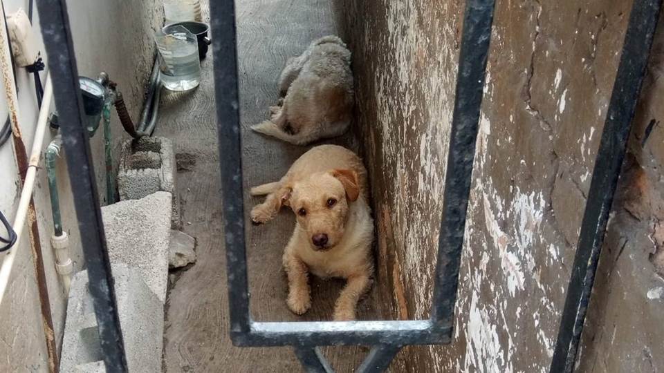 Denuncian al mes 40 casos de descuido animal en la frontera