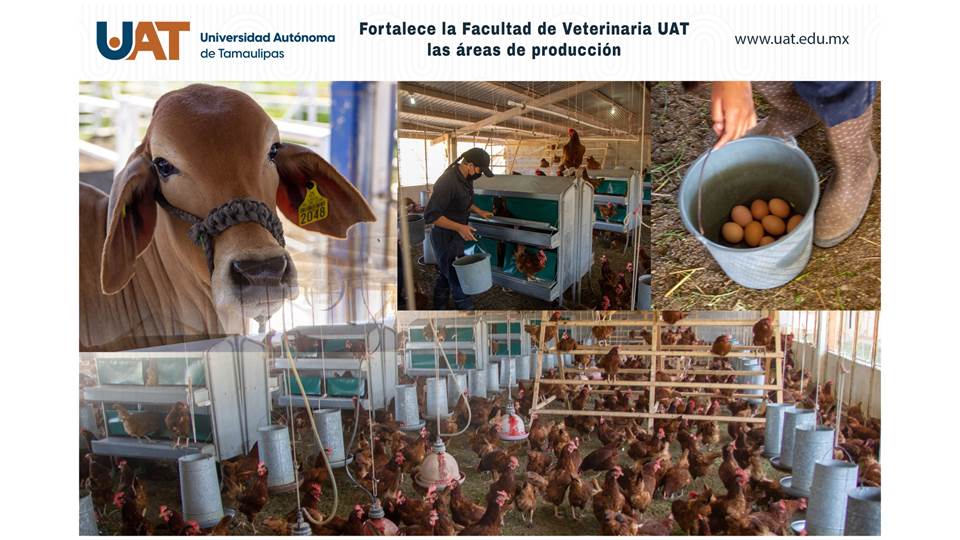 Fortalece UAT las áreas de producción de la Facultad de Veterinaria