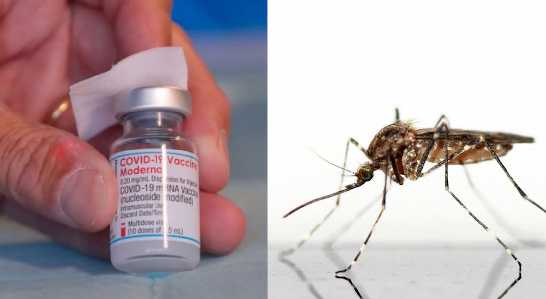 Retiran casi 765 mil dosis de la vacuna Moderna tras hallar mosquito dentro de un vial