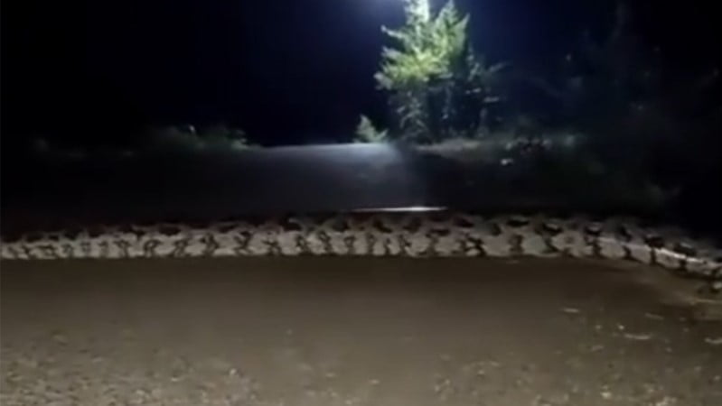 Captan boa gigante de 5 metros sobre la carretera