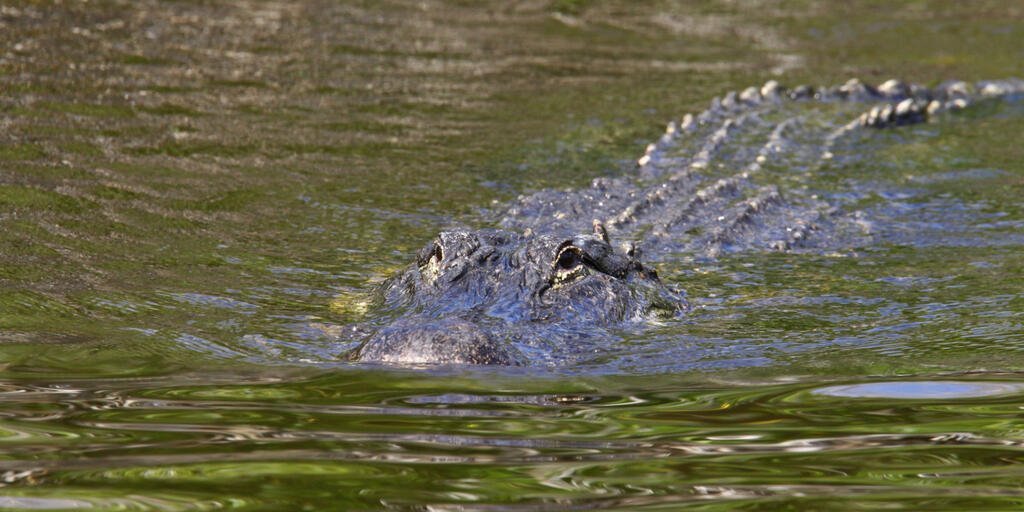 Captan enorme cocodrilo en el Río Bravo; se cree fue llevado para que migrantes no crucen por ahí